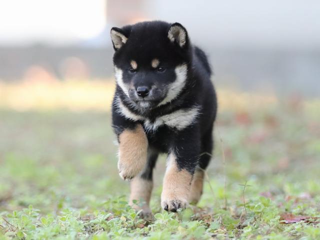 AI5I3730-puppy AI5I3730-puppy