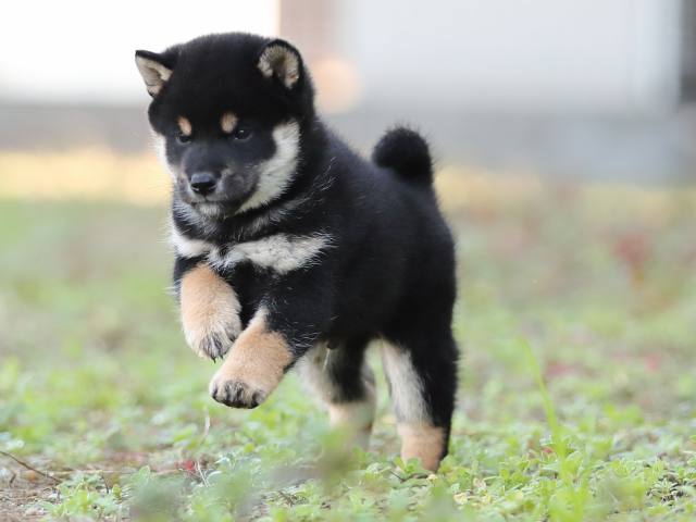AI5I3742-puppy AI5I3742-puppy