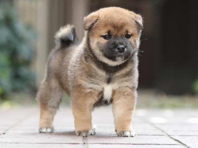 AI5I5399-puppy AI5I5399-puppy