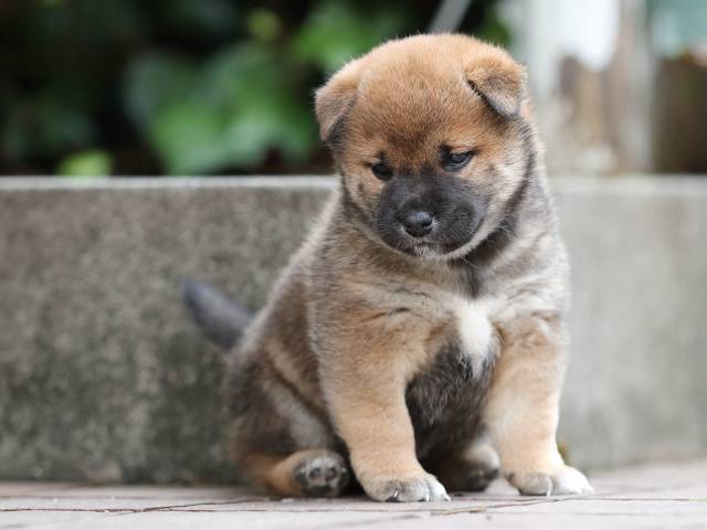 AI5I5400-puppy AI5I5400-puppy