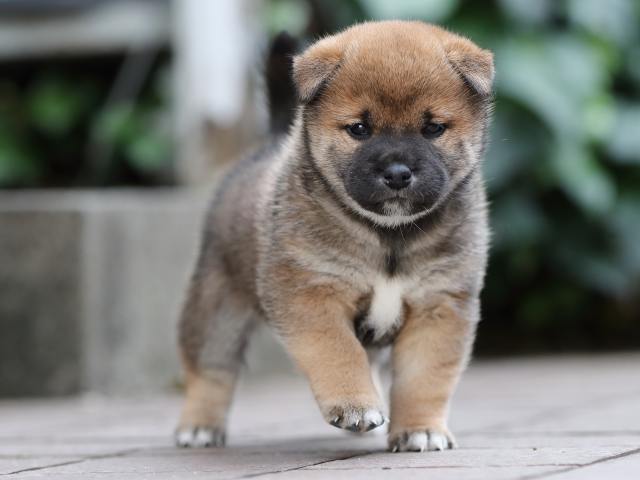 AI5I5418-puppy AI5I5418-puppy