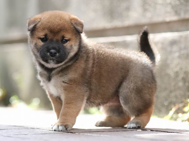 AI5I5444-puppy AI5I5444-puppy