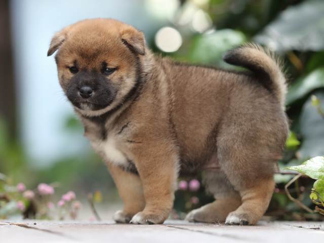 AI5I5463-puppy AI5I5463-puppy