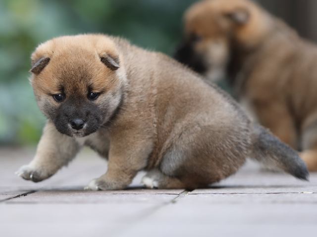 AI5I5557-puppy AI5I5557-puppy