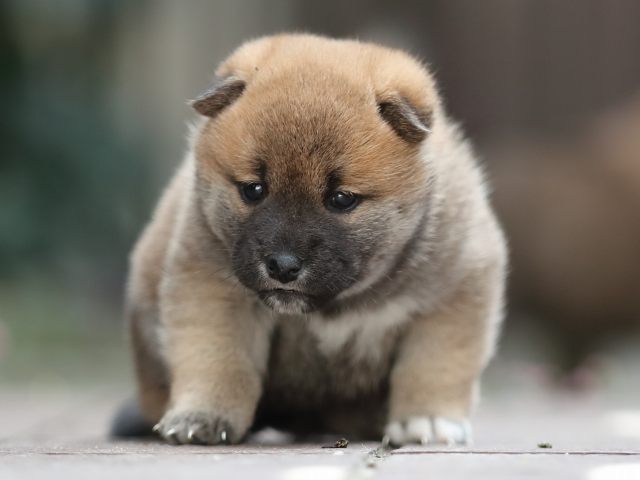 AI5I5575-puppy AI5I5575-puppy