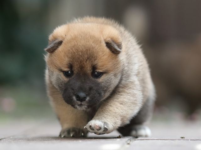 AI5I5578-puppy AI5I5578-puppy
