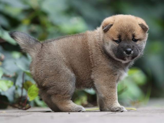 AI5I5624-puppy AI5I5624-puppy