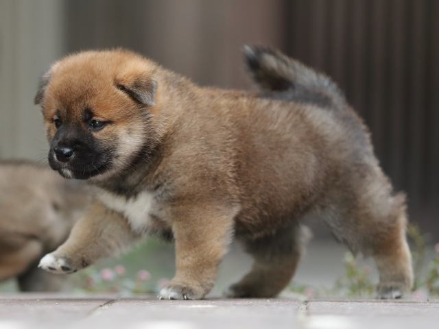 AI5I5648-puppy AI5I5648-puppy