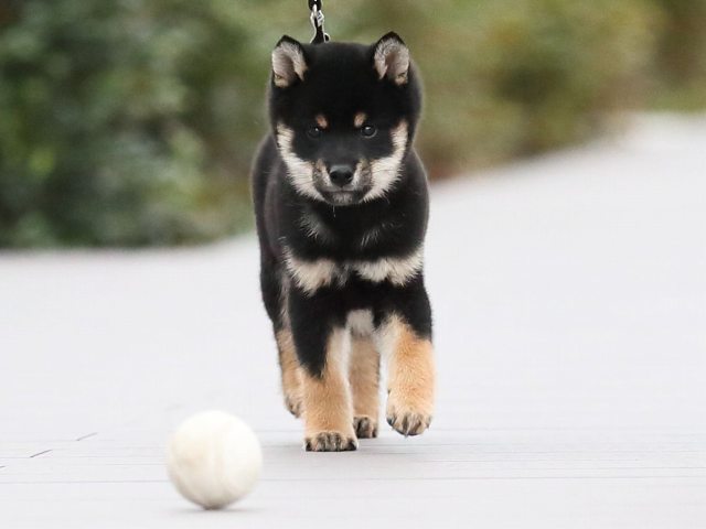 AI5I5662-puppy AI5I5662-puppy