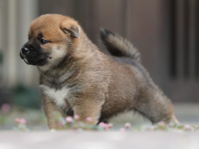 AI5I5666-puppy AI5I5666-puppy
