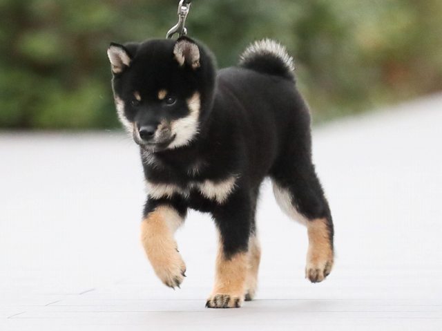 AI5I5674-puppy AI5I5674-puppy