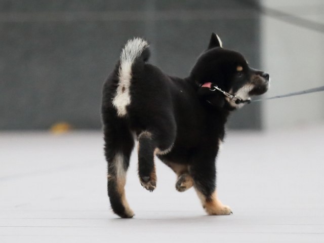 AI5I5686-puppy AI5I5686-puppy