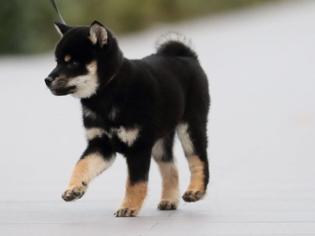AI5I5708-puppy AI5I5708-puppy