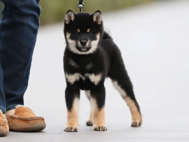 AI5I5715-puppy AI5I5715-puppy