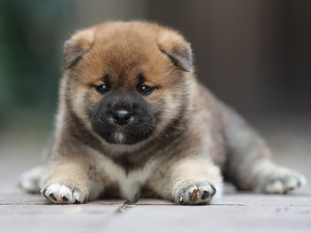 AI5I5747-puppy AI5I5747-puppy