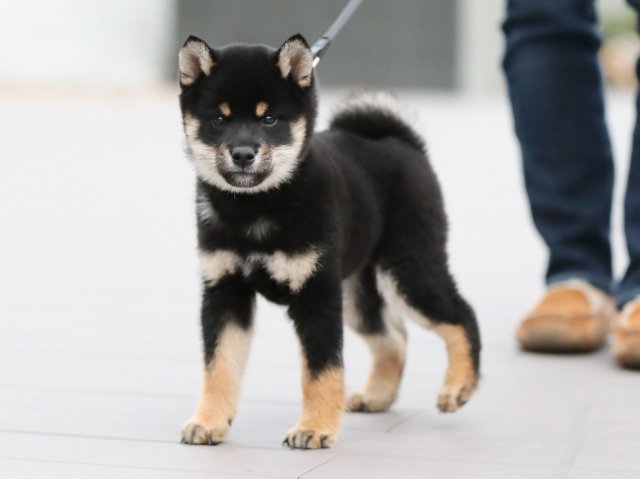 AI5I5753-puppy AI5I5753-puppy
