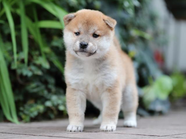 AI5I5774-puppy AI5I5774-puppy