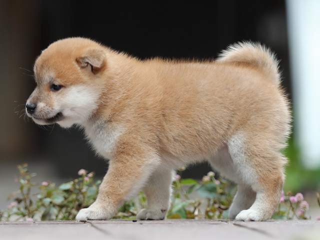 AI5I5788-puppy AI5I5788-puppy