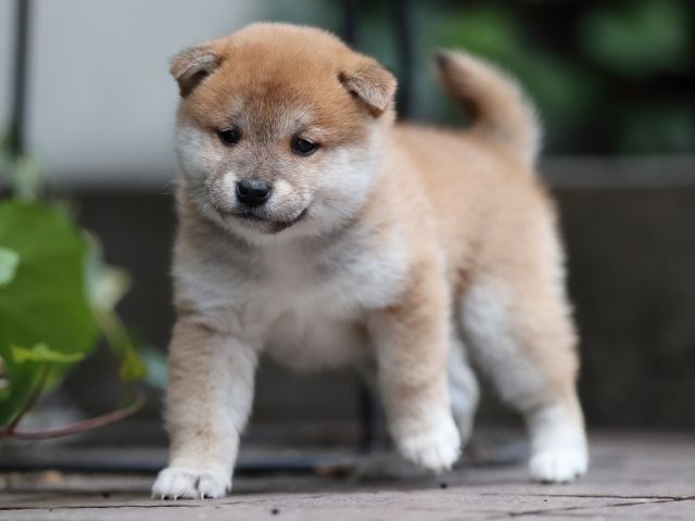 AI5I5839-puppy AI5I5839-puppy