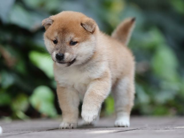 AI5I5845-puppy AI5I5845-puppy