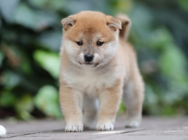 AI5I5852-puppy AI5I5852-puppy