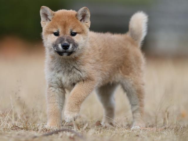 AI5I5854-puppy AI5I5854-puppy