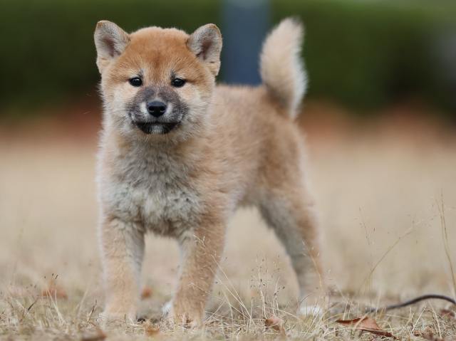 AI5I5869-puppy AI5I5869-puppy