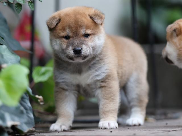 AI5I5901-puppy AI5I5901-puppy