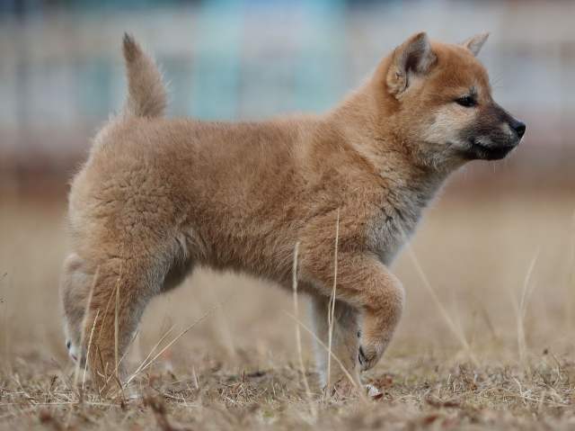 AI5I5906-puppy AI5I5906-puppy