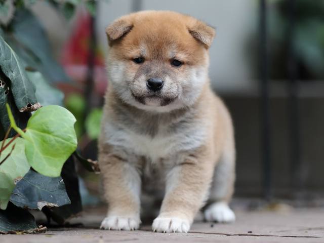 AI5I5913-puppy AI5I5913-puppy
