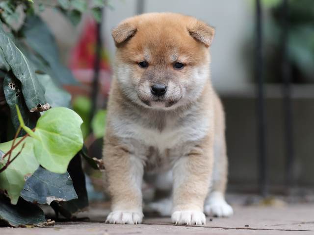 AI5I5917-puppy AI5I5917-puppy