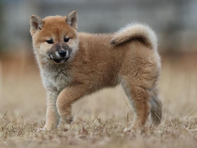 AI5I5918-puppy AI5I5918-puppy