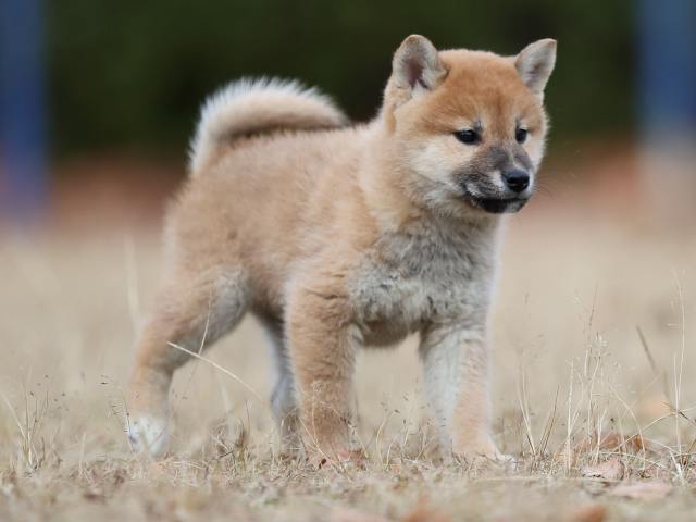 AI5I5958-puppy AI5I5958-puppy