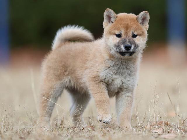 AI5I5960-puppy AI5I5960-puppy