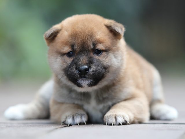 AI5I5992-puppy AI5I5992-puppy