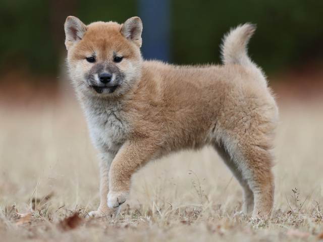 AI5I5997-puppy AI5I5997-puppy