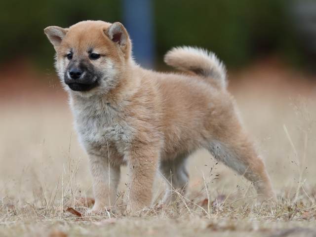 AI5I6014-puppy AI5I6014-puppy