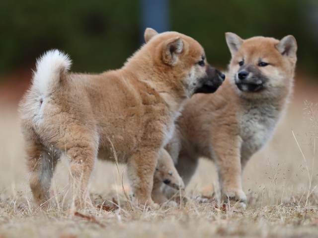 AI5I6030-puppy AI5I6030-puppy