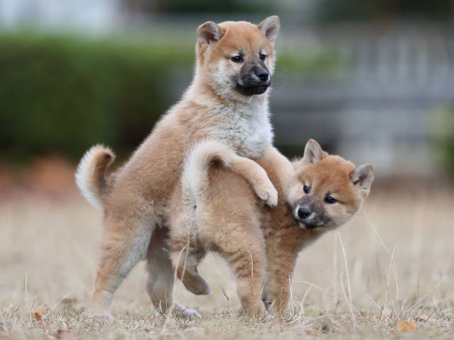 AI5I6051-puppy AI5I6051-puppy