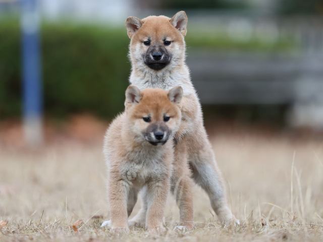AI5I6053-puppy AI5I6053-puppy