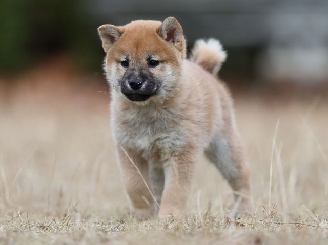 AI5I6081-puppy AI5I6081-puppy