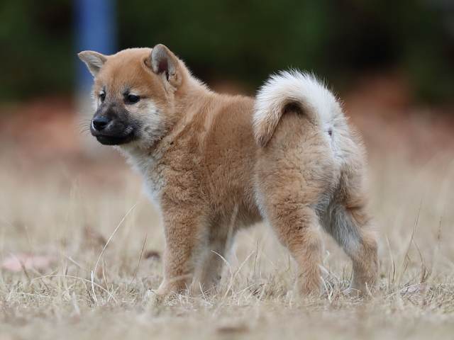 AI5I6108-puppy AI5I6108-puppy