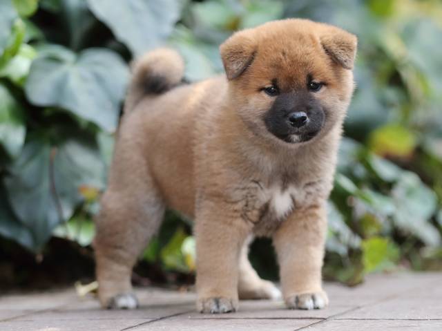 AI5I6115-puppy AI5I6115-puppy