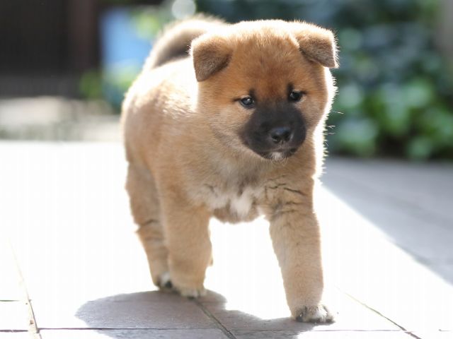 AI5I6130-puppy AI5I6130-puppy