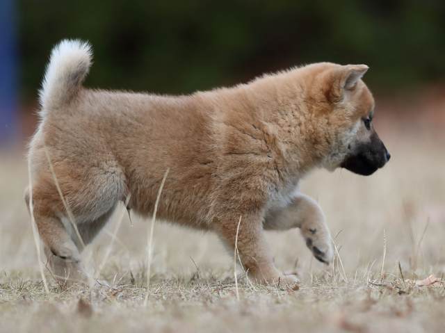 AI5I6163-puppy AI5I6163-puppy