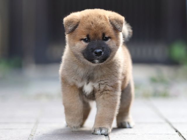 AI5I6169-puppy AI5I6169-puppy