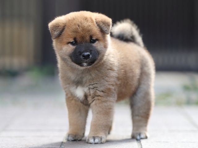 AI5I6185-puppy AI5I6185-puppy