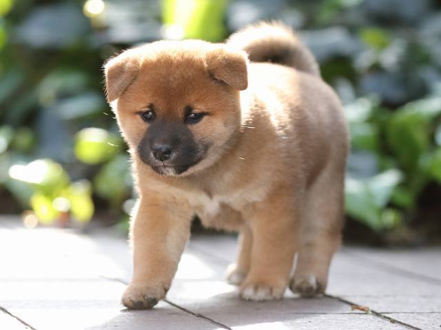 AI5I6319-puppy AI5I6319-puppy
