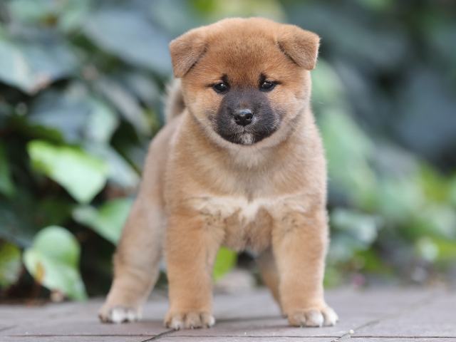 AI5I6374-puppy AI5I6374-puppy