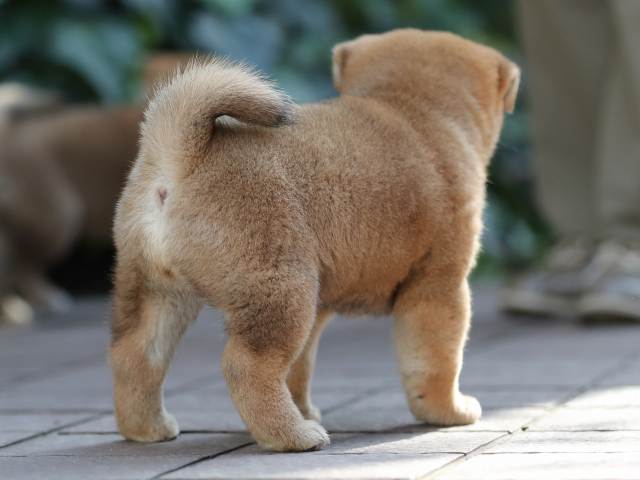 AI5I6471-puppy AI5I6471-puppy